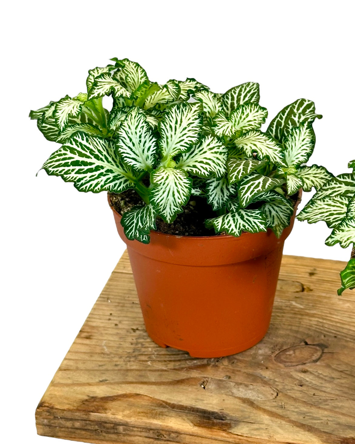 Fittonia Biancoverde