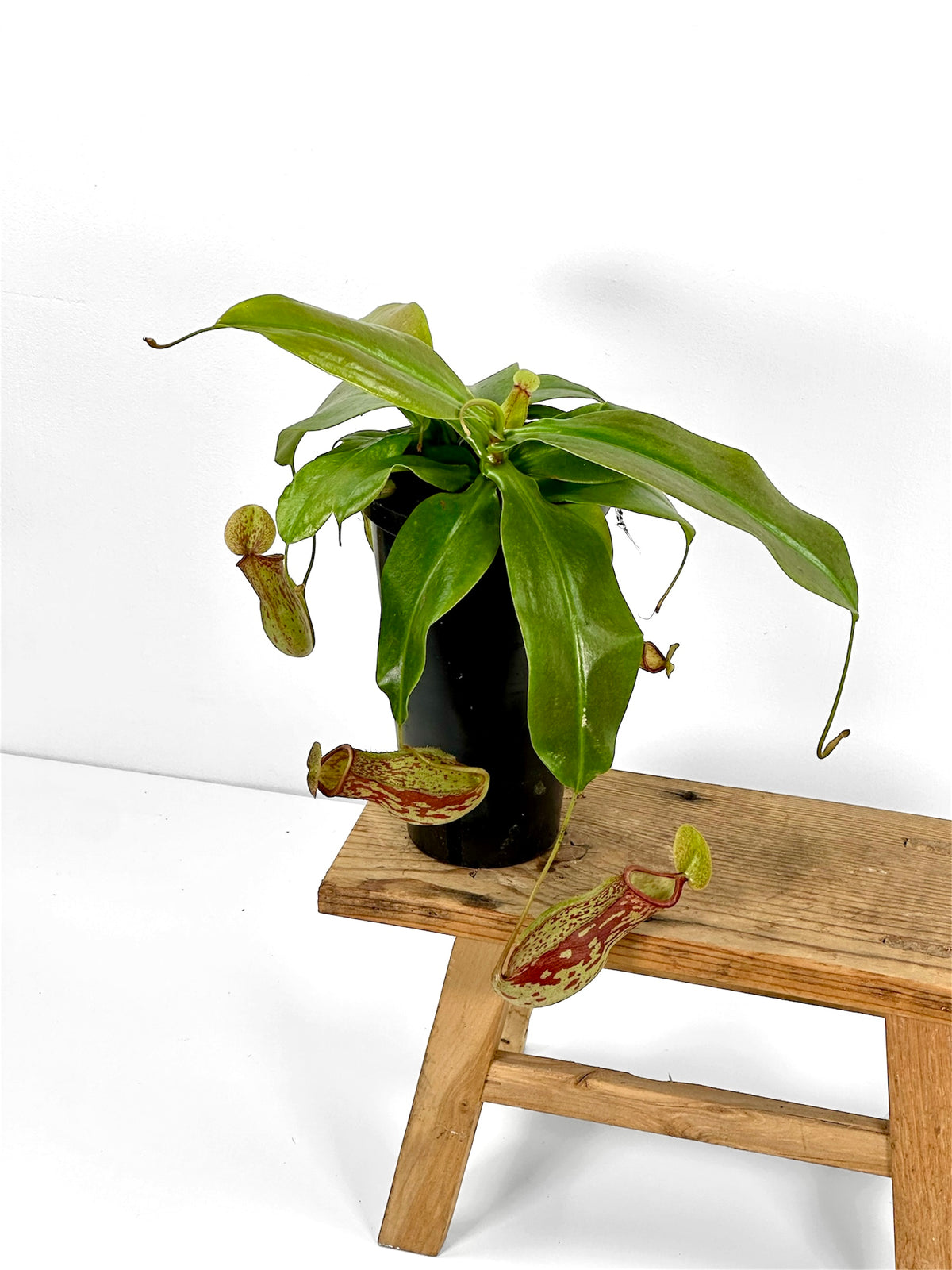 Nepenthes 'Gaya' - Plante carnivore