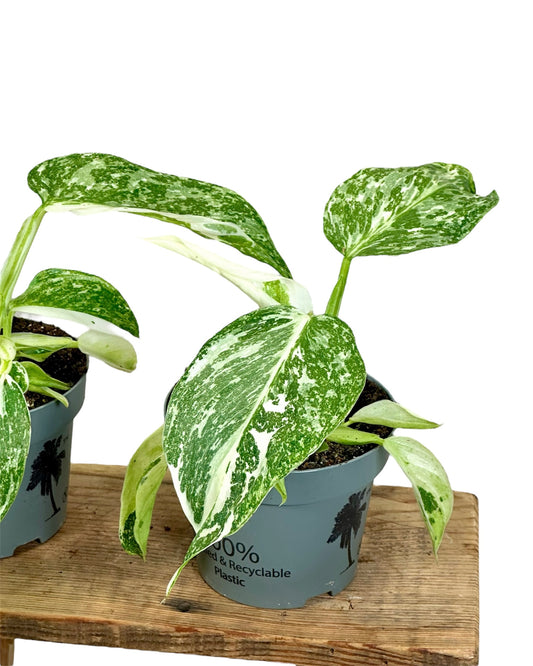 Philodendron Jose Buono
