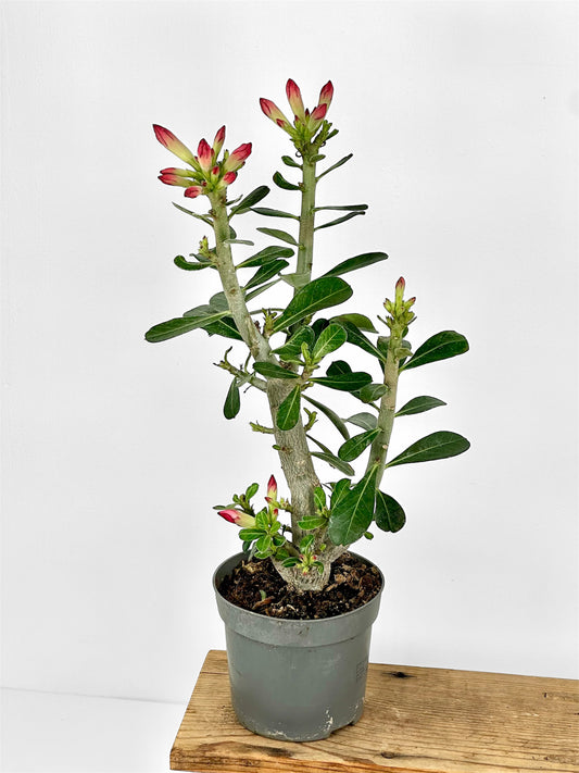 Adenium Obesum Anouk - Rose du désert