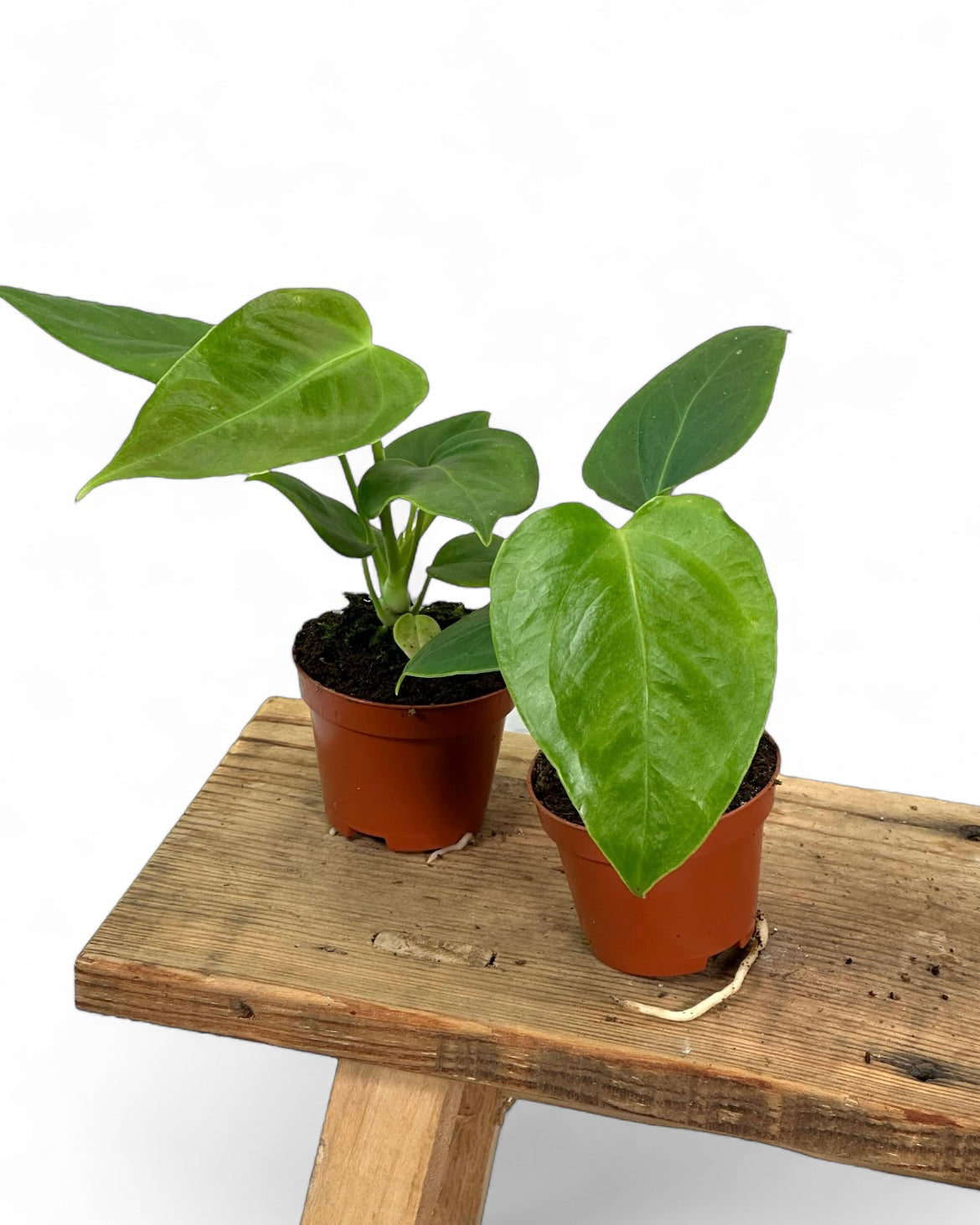 Anthurium Veitchii - Baby plant