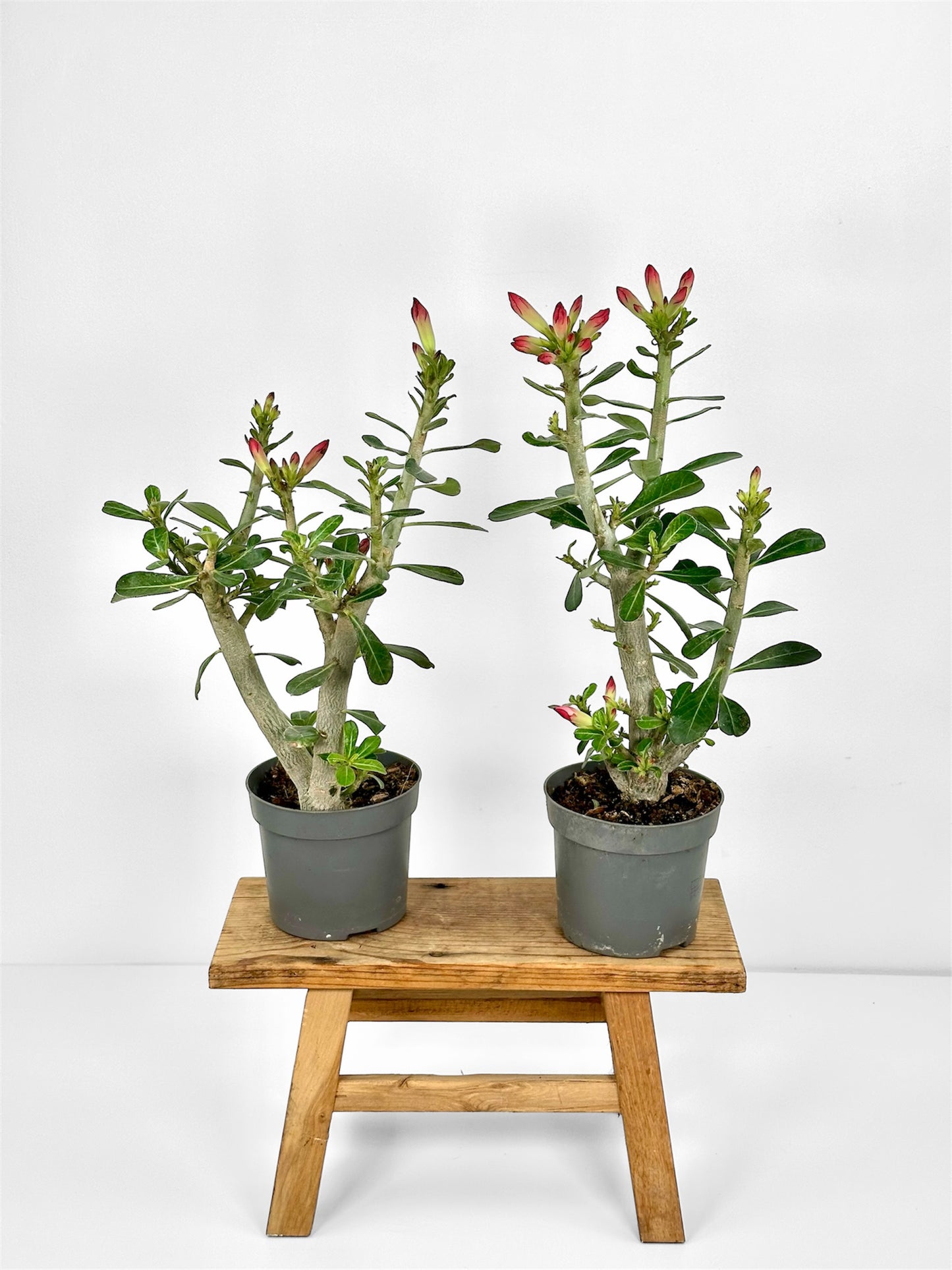 Adenium Obesum Anouk - Rose du désert