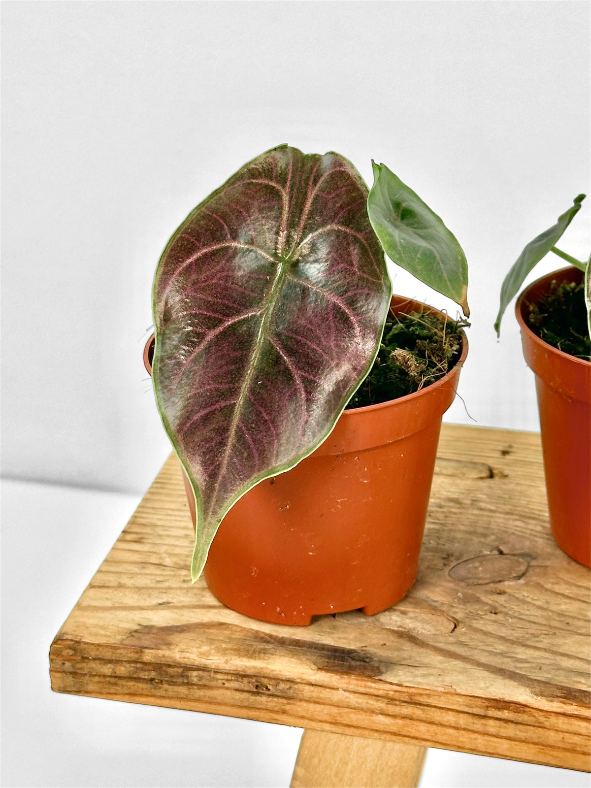 Alocasia Azlanii