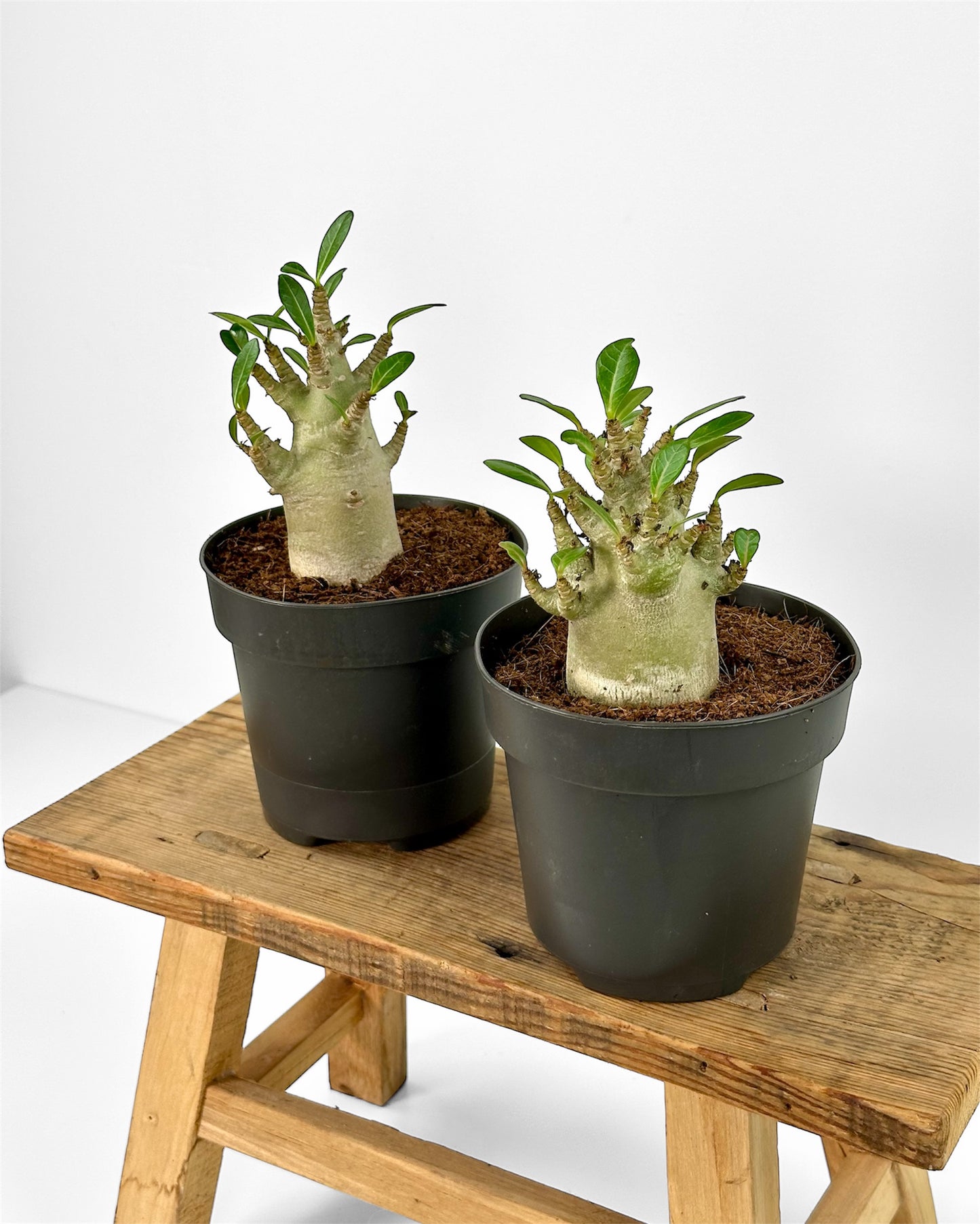 Adenium Obesum Baobab - Rose du désert