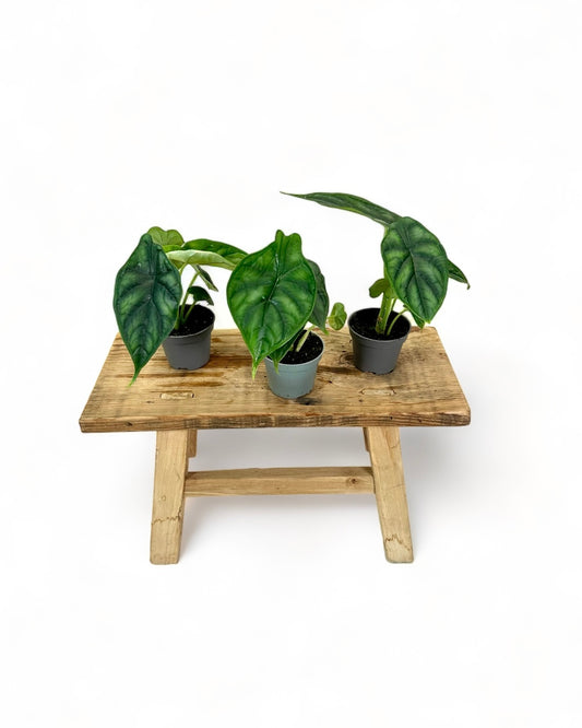 Alocasia Dragon Scale - Baby plant