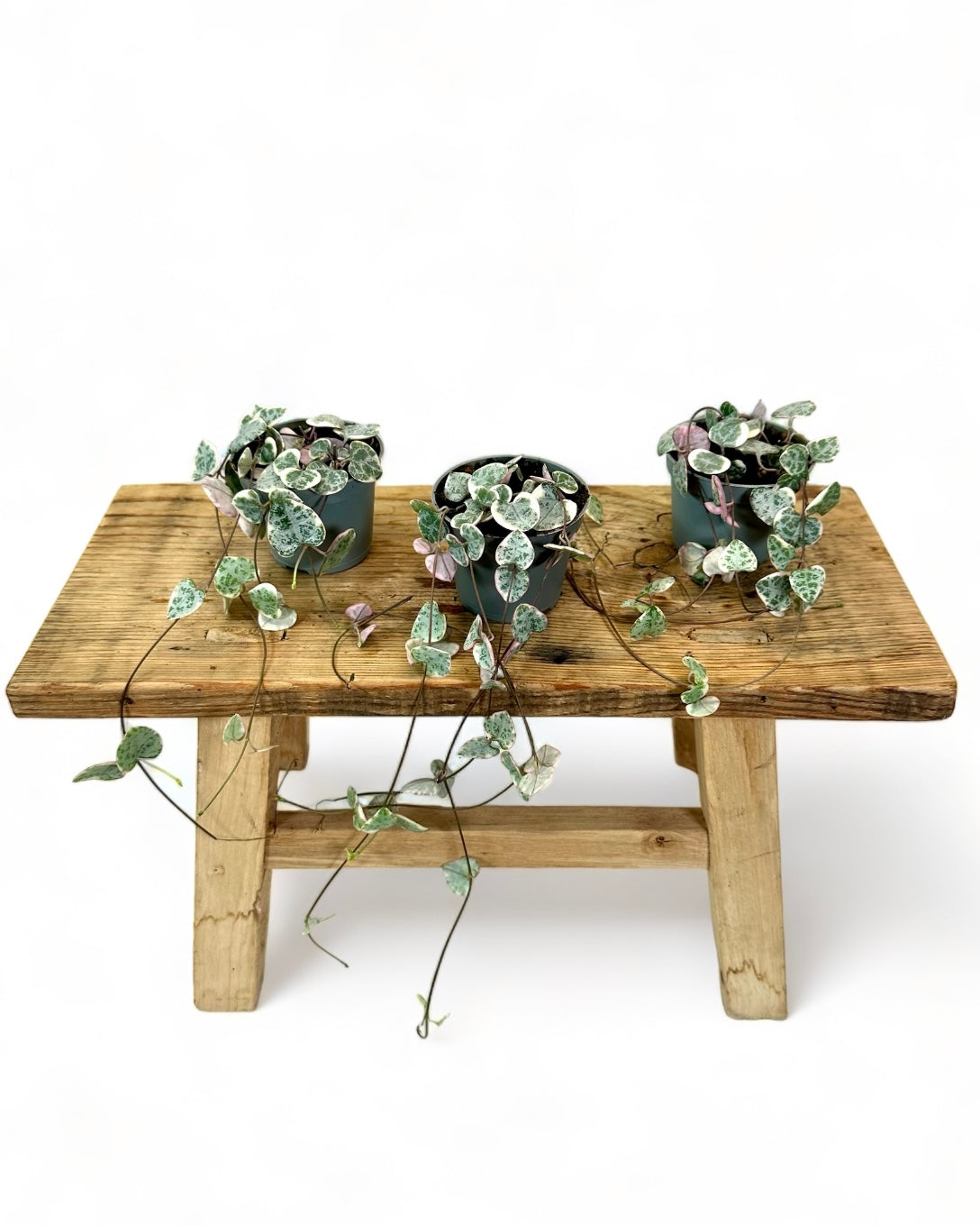 Ceropegia Woodii variegata - Baby plant