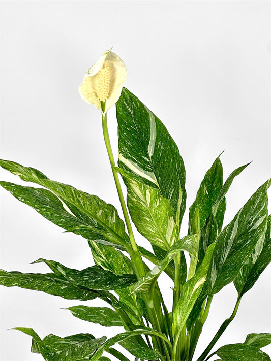 Spathiphyllum Diamond variegata
