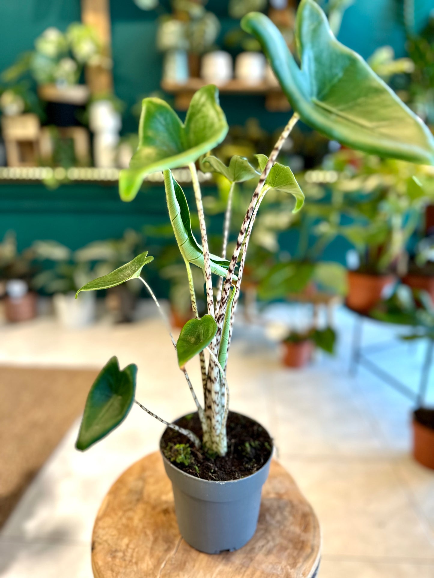 Alocasia Zebrina