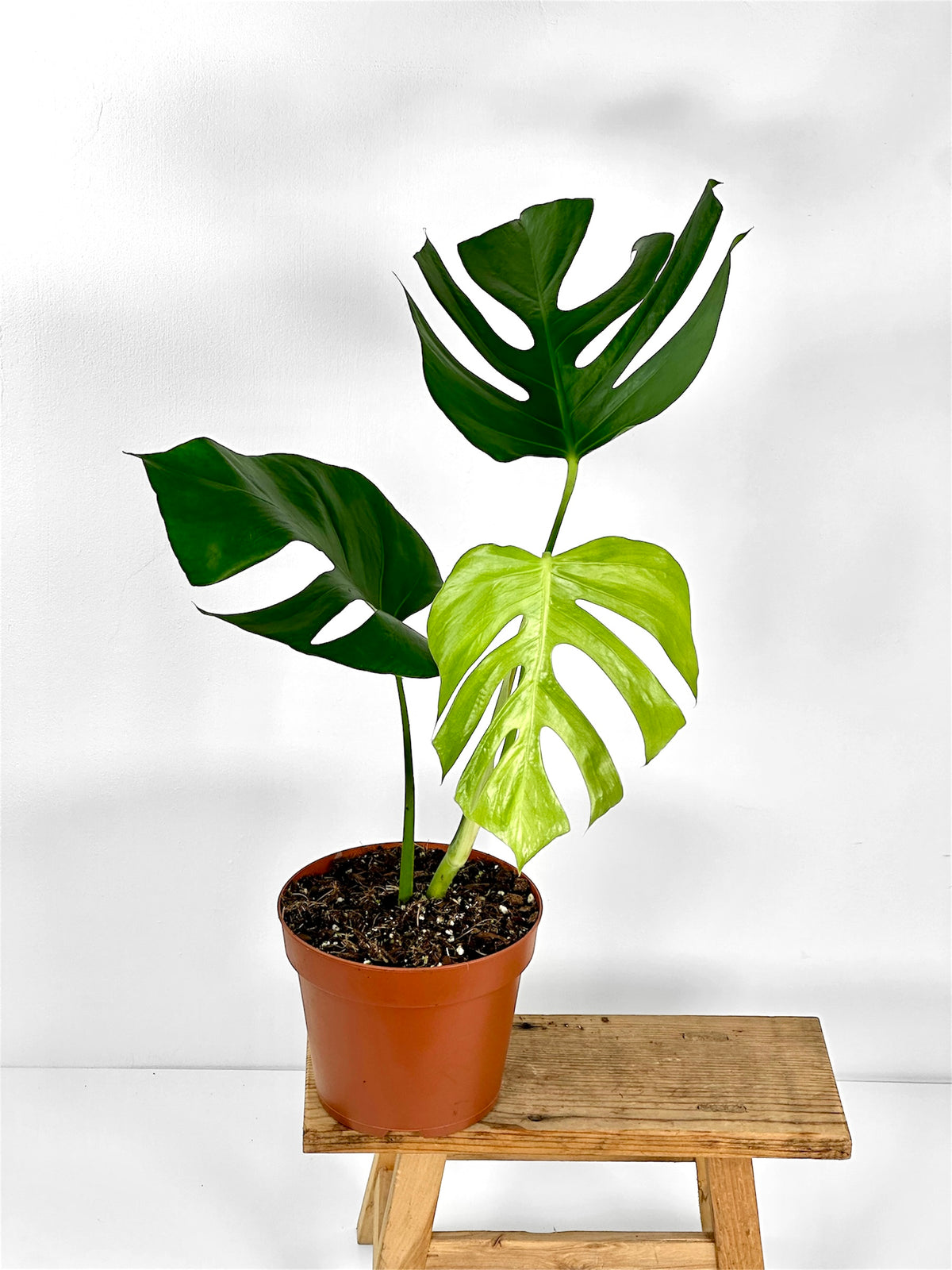 Monstera Sierrana
