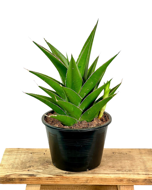 Sansevieria Samurai Compacta