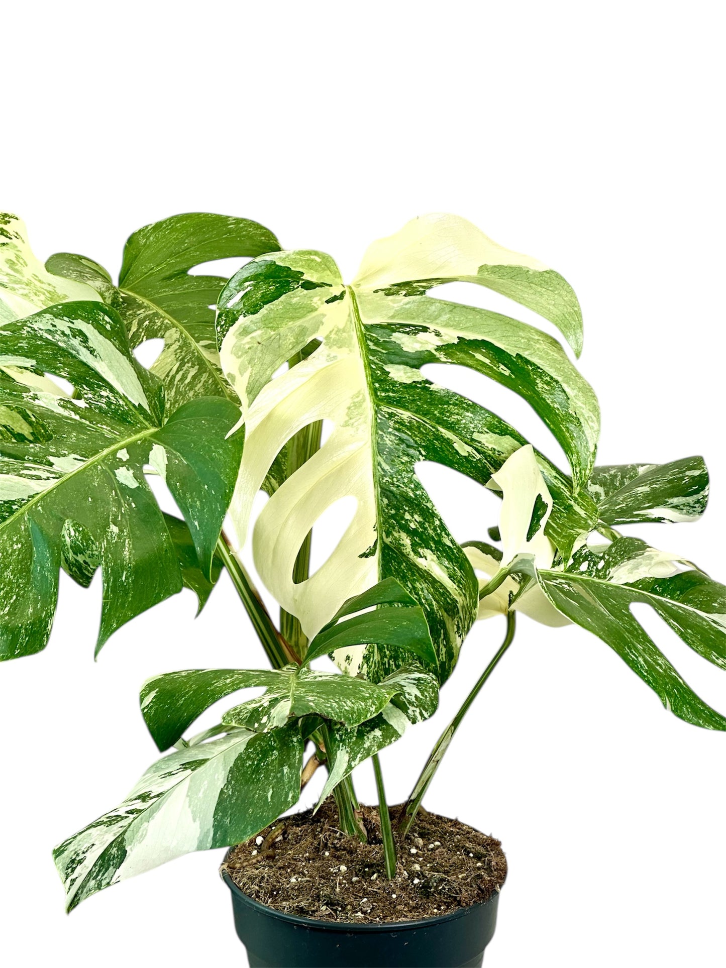 Monstera Deliciosa variegata