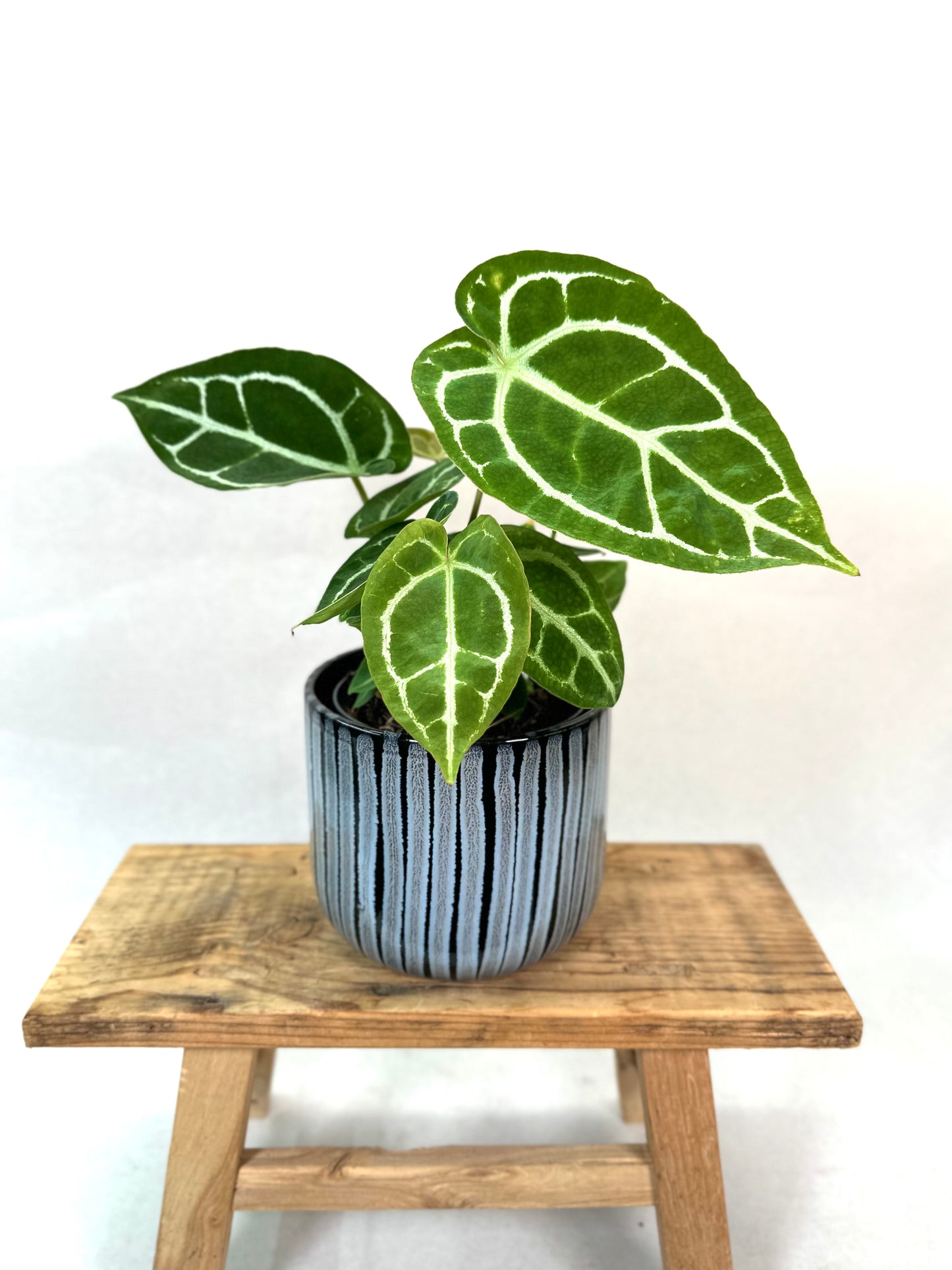 Anthurium Crystallinum