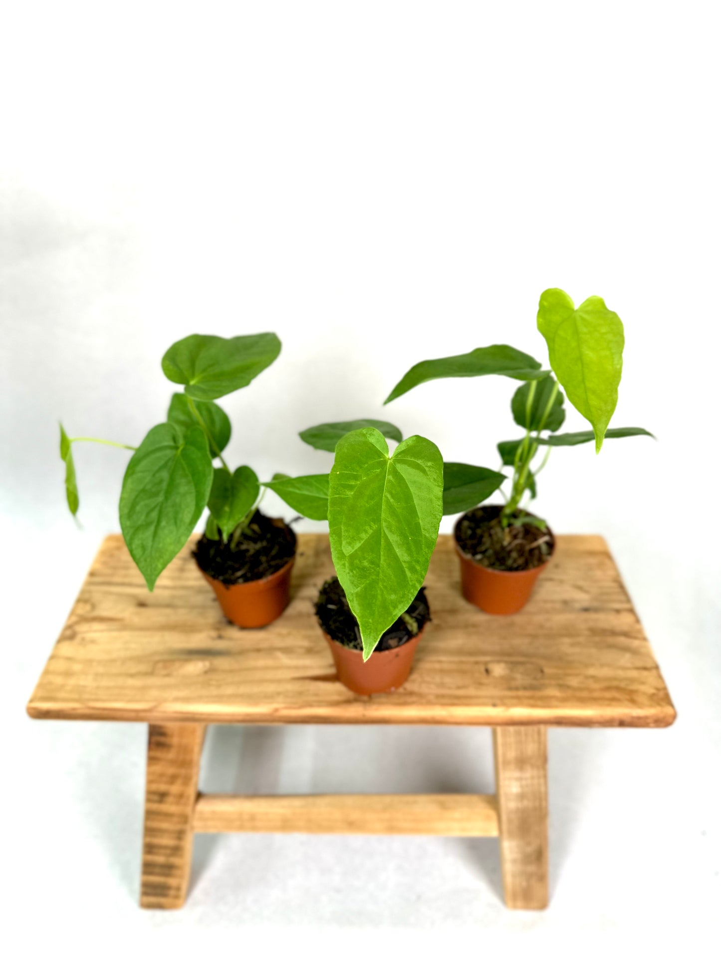 Anthurium Balaoanum - Baby plant