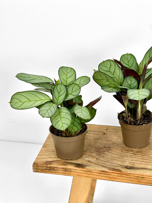 Ctenanthe Burle-marxii Amagris - Baby plant