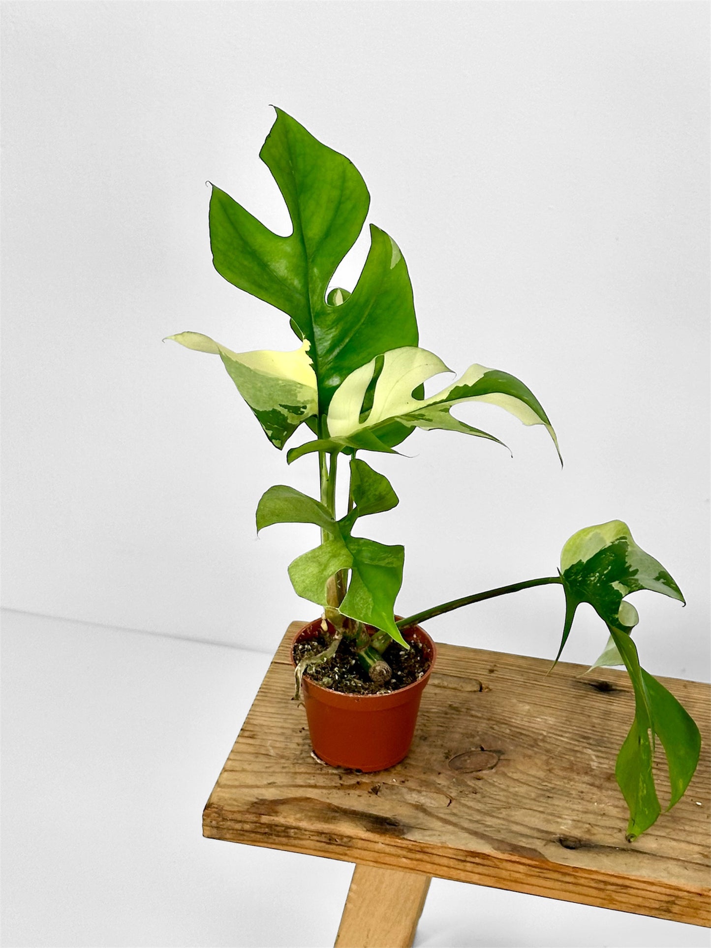 Rhaphidophora Tetrasperma variegata - Baby plant