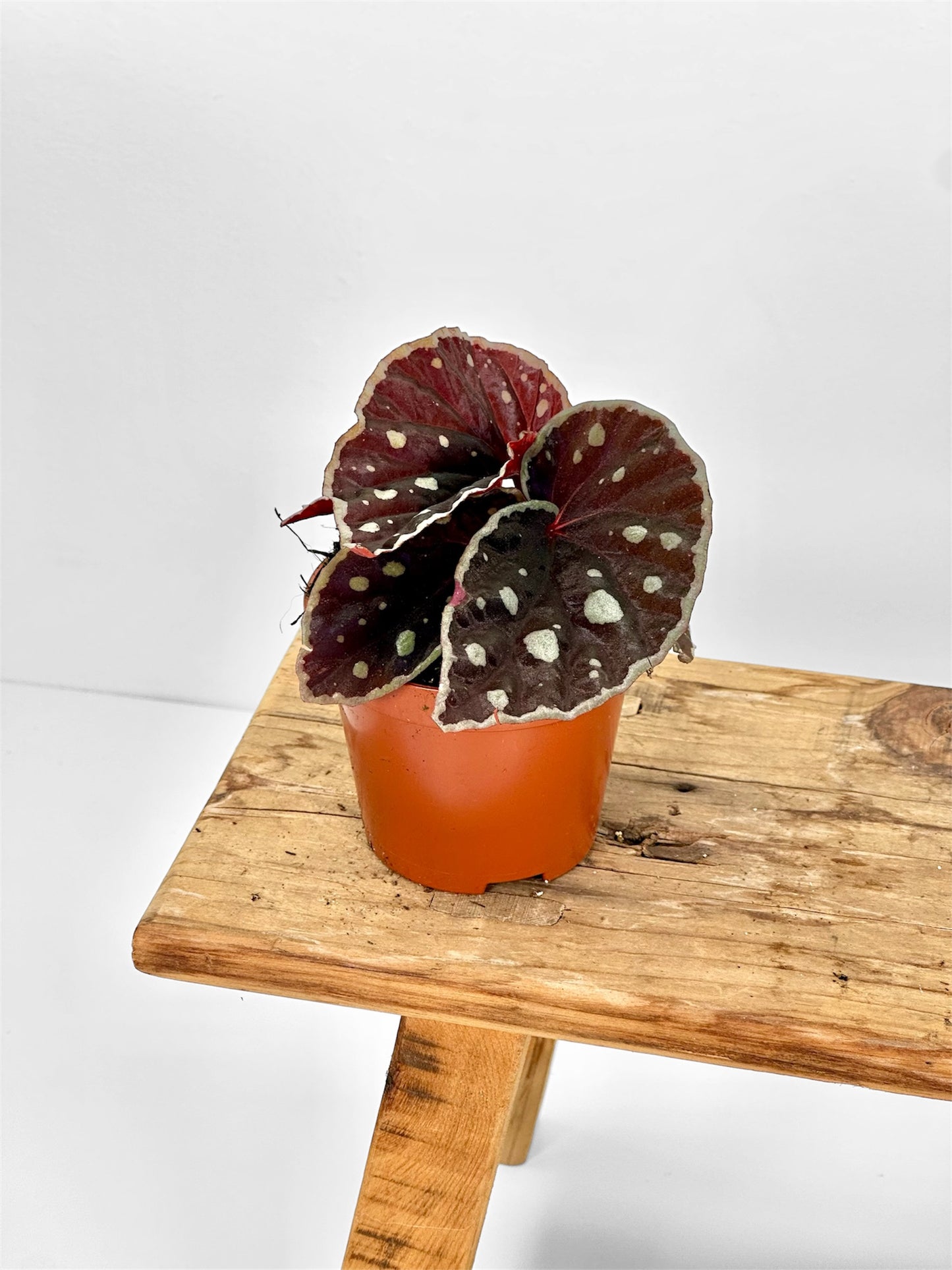 Bégonias rares — diverses variétés au choix