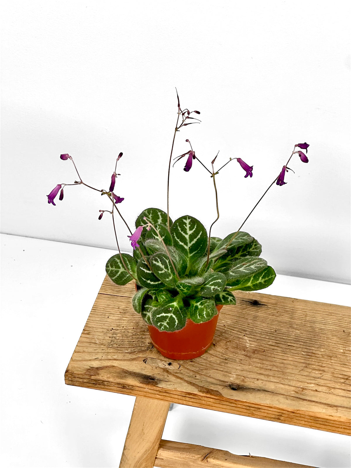 Primulina Sinovietnamica