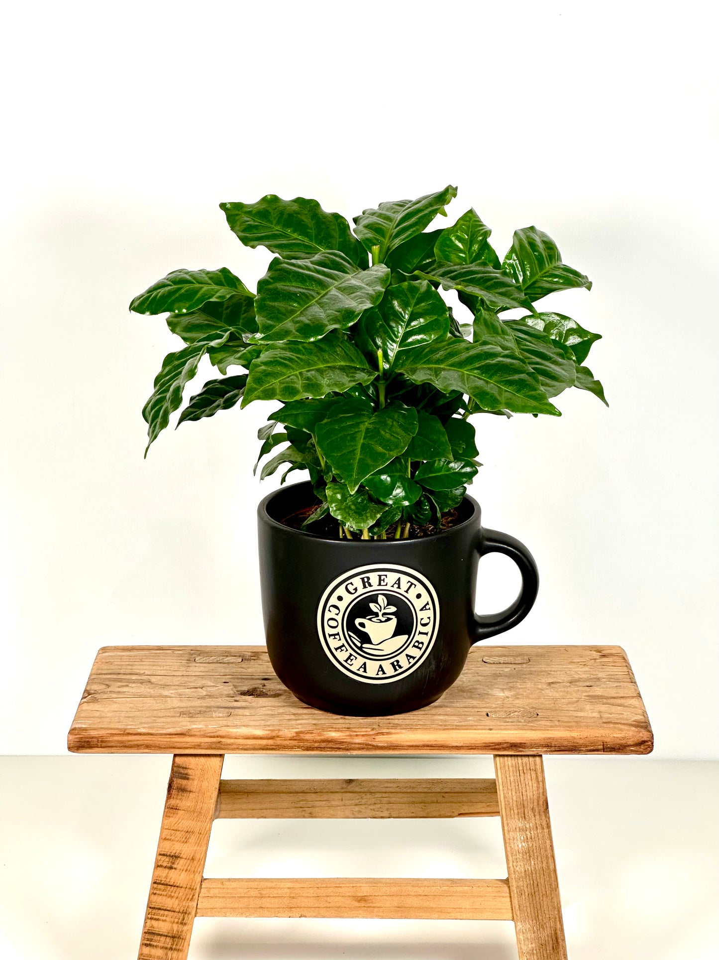Coffea Arabica - Caféier avec pot tasse à café