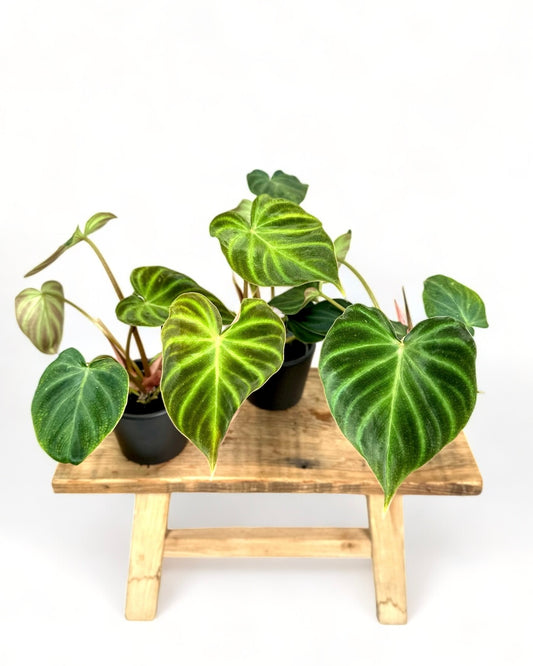 Philodendron Verrucosum - Baby plant