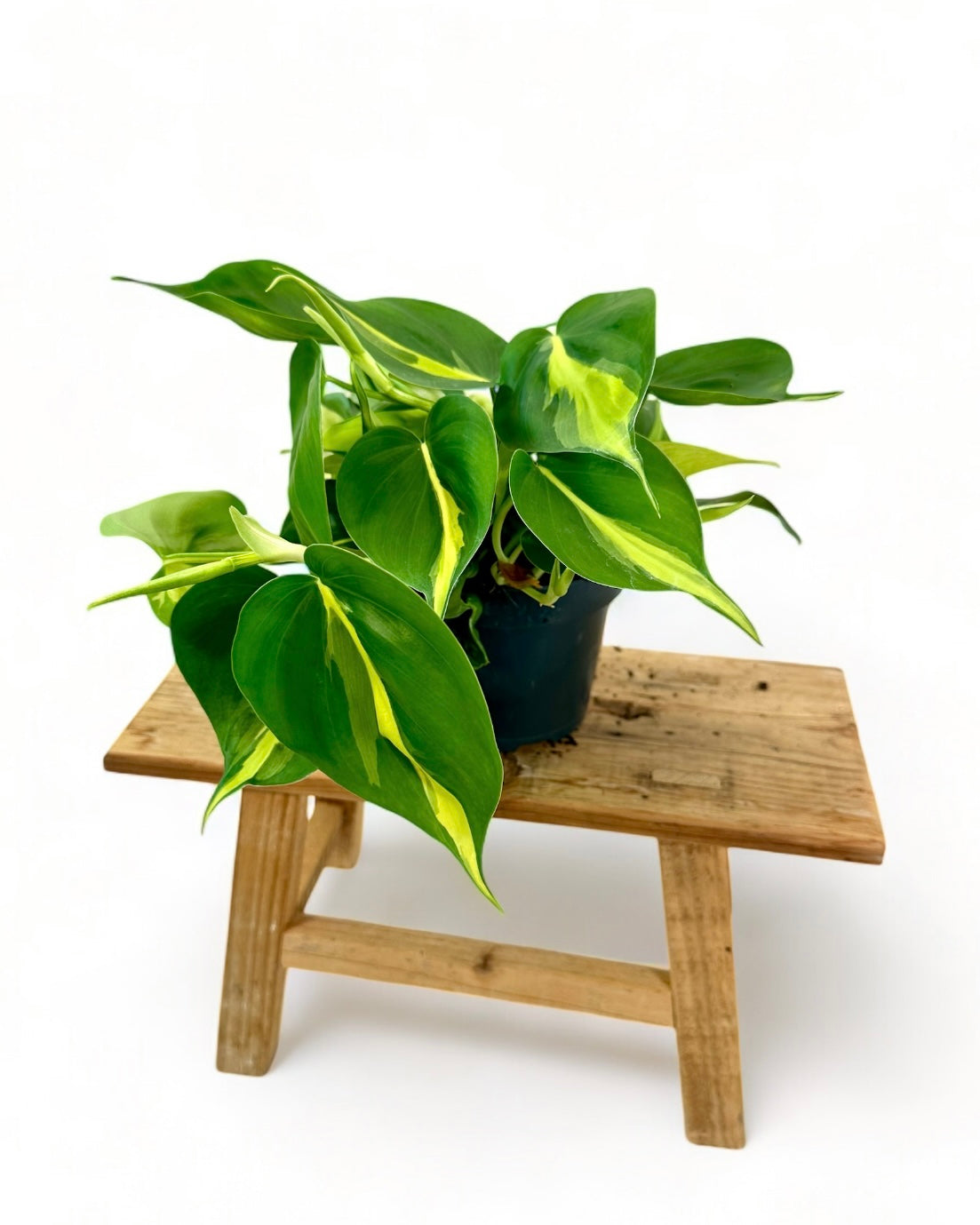 Philodendron Brasil