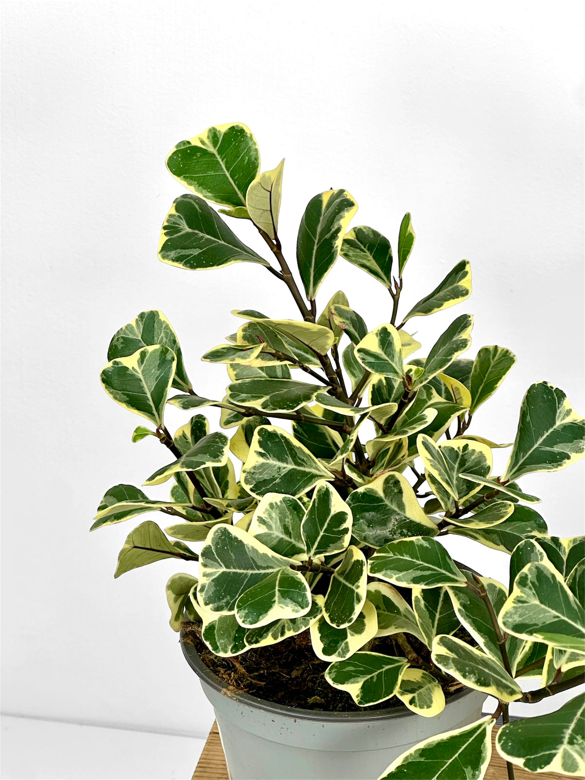 Ficus Triangularis variegata