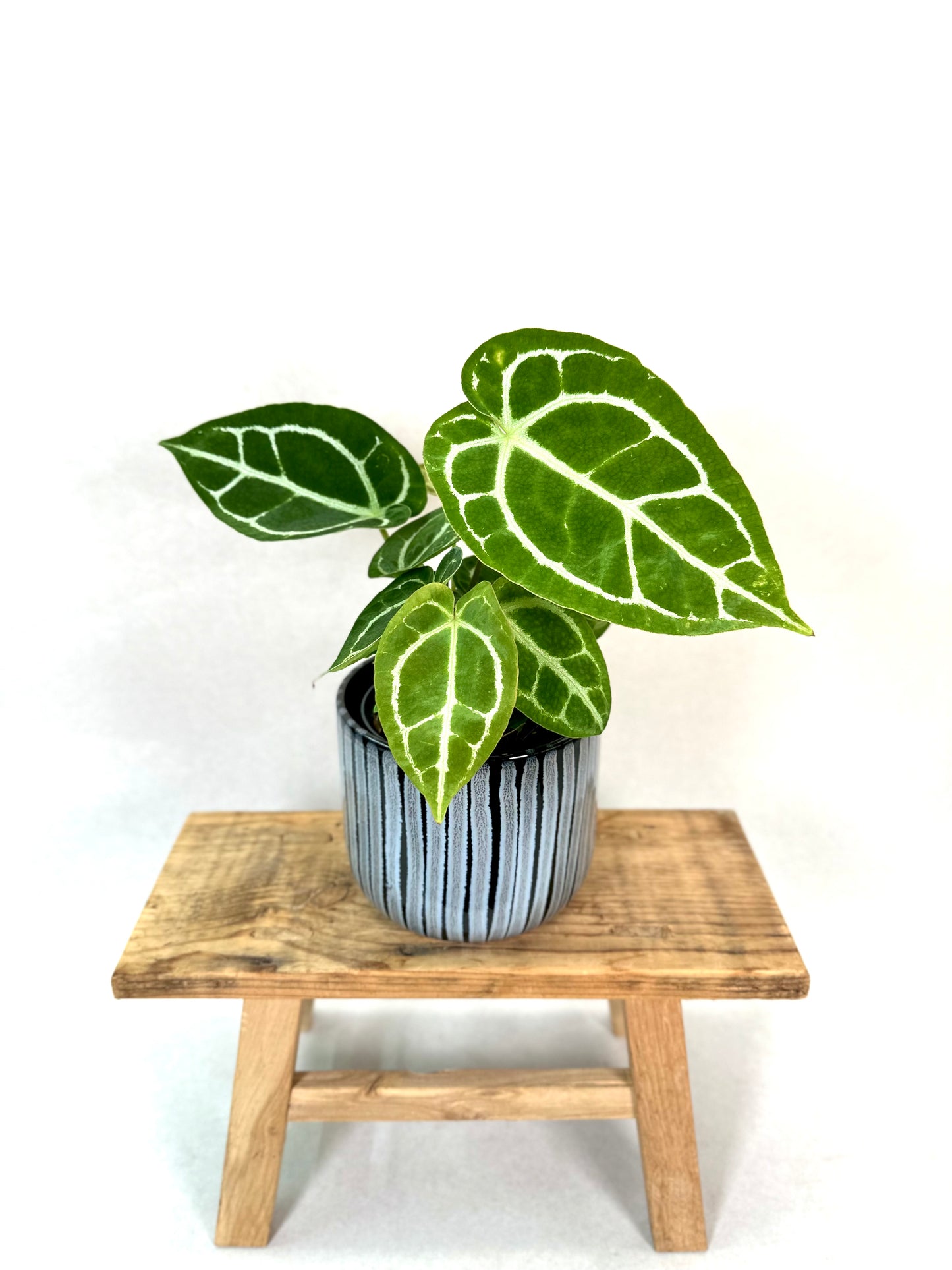 Anthurium Crystallinum