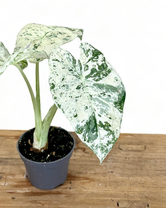 Alocasia Macrorrhiza Splash - Baby plant