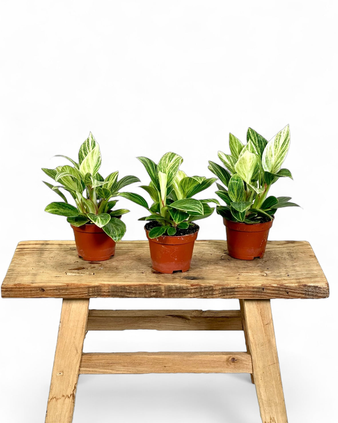 Philodendron Birkin "White Veins" - Baby plant