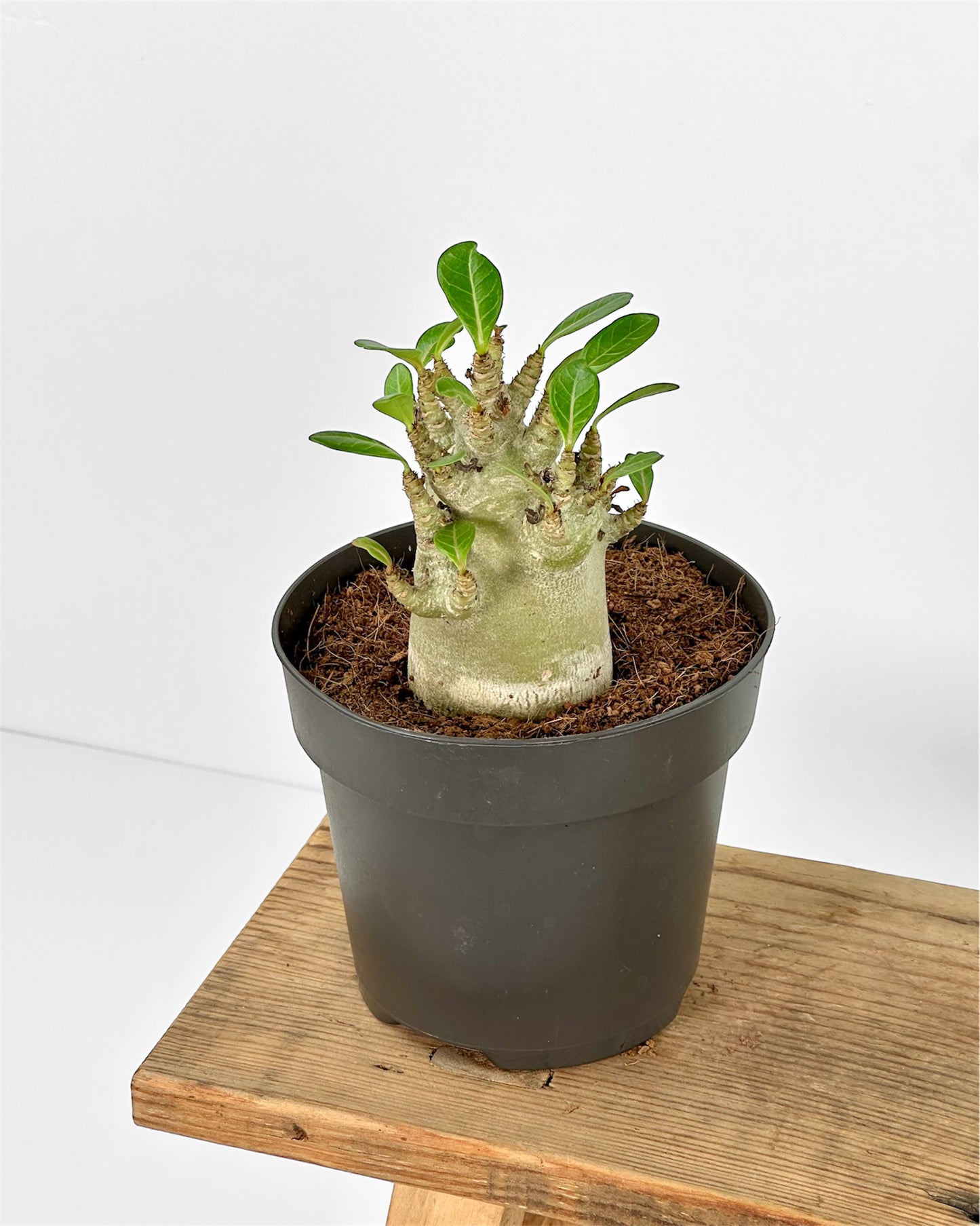 Adenium Obesum Baobab - Rose du désert