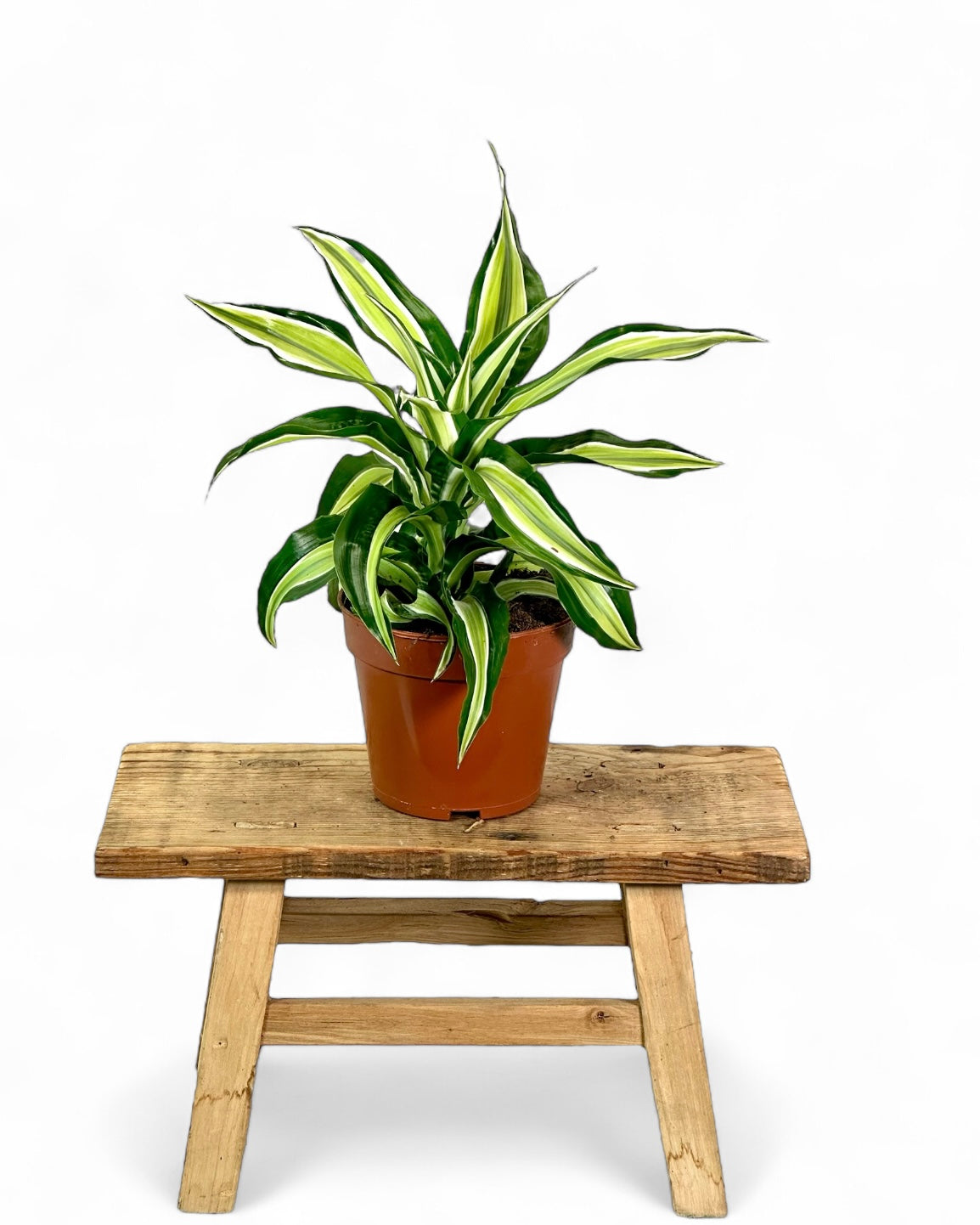 Dracaena Malaika