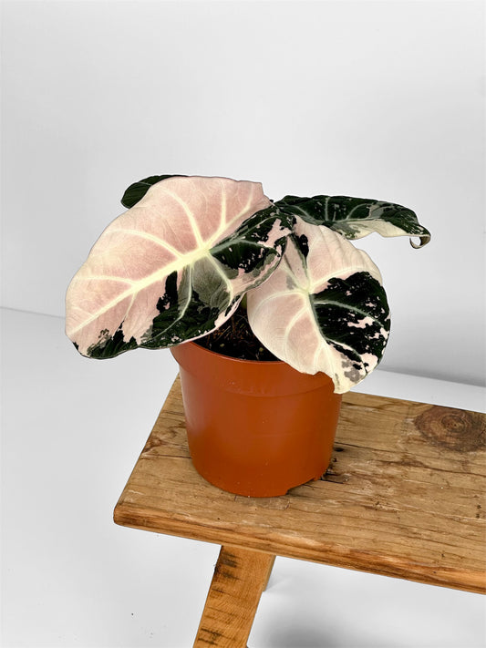 Alocasia Black Velvet Pink variegata
