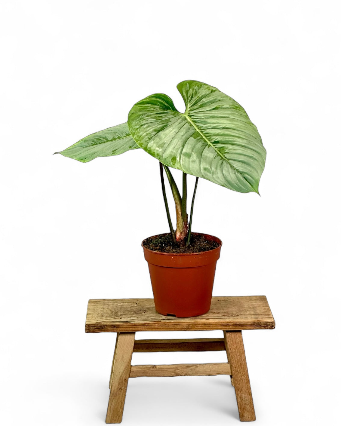 Philodendron Sodiroi