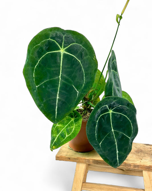 Anthurium Forgetii