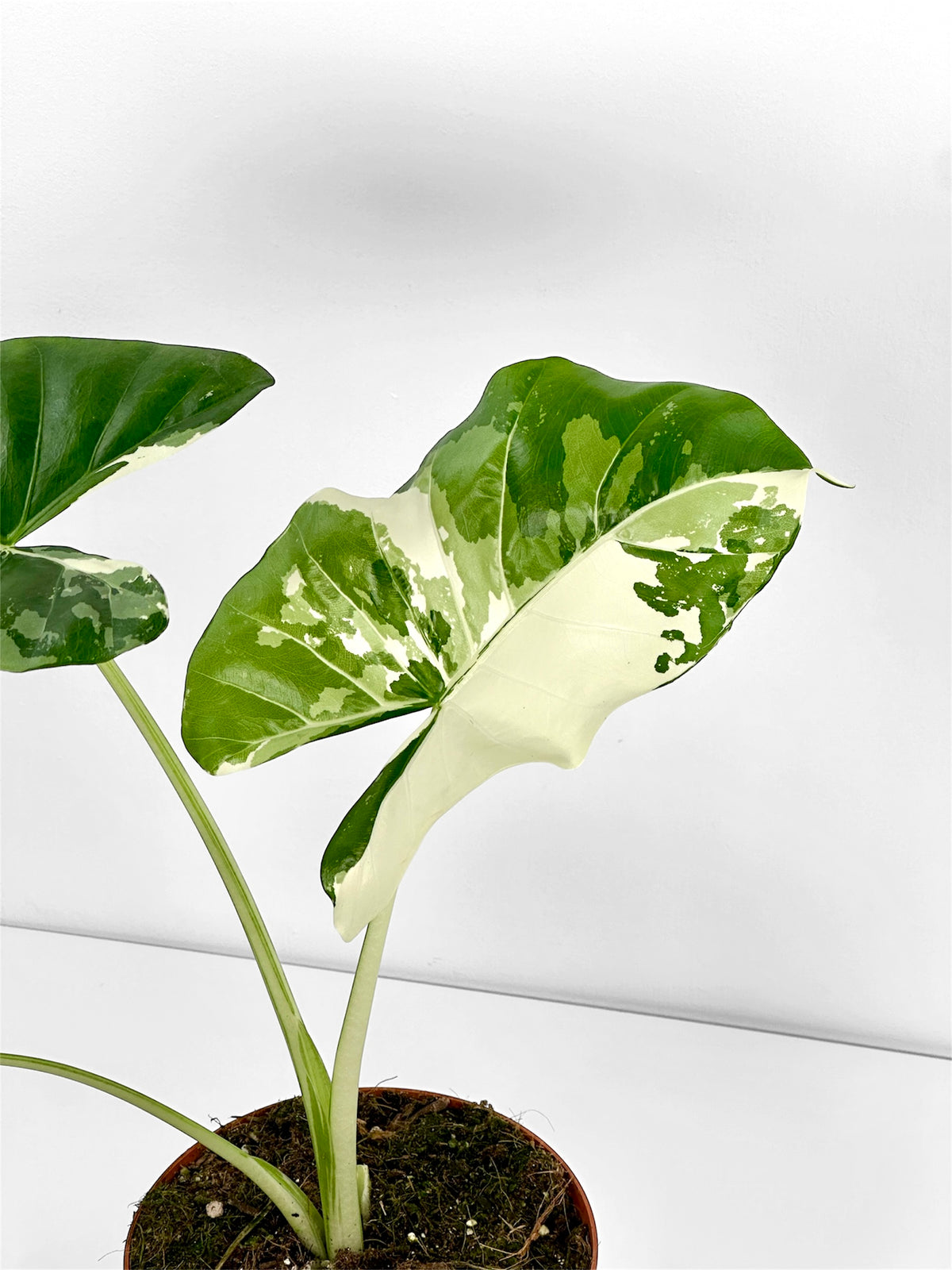 Alocasia Macrorrhiza Variegata