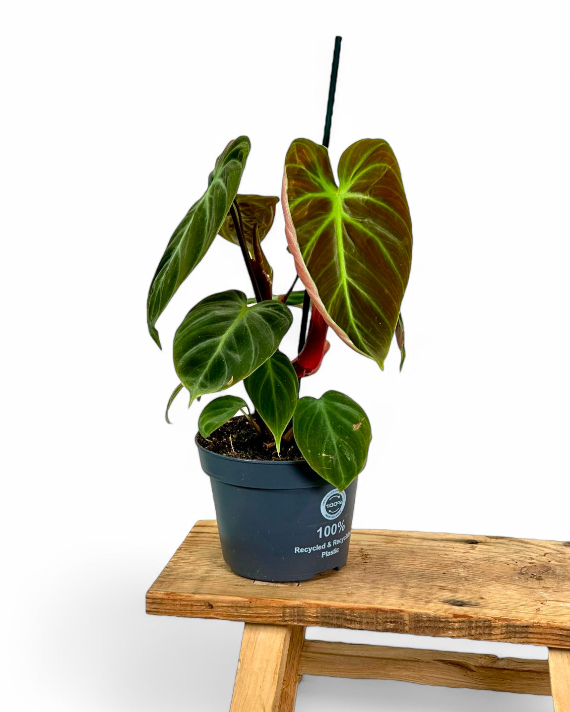 Philodendron El Choco Red