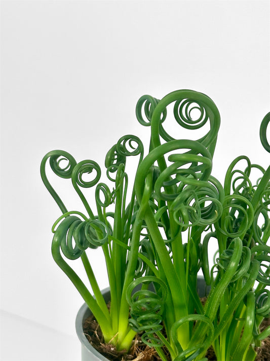 Albuca Spiralis Frizzle Sizzle