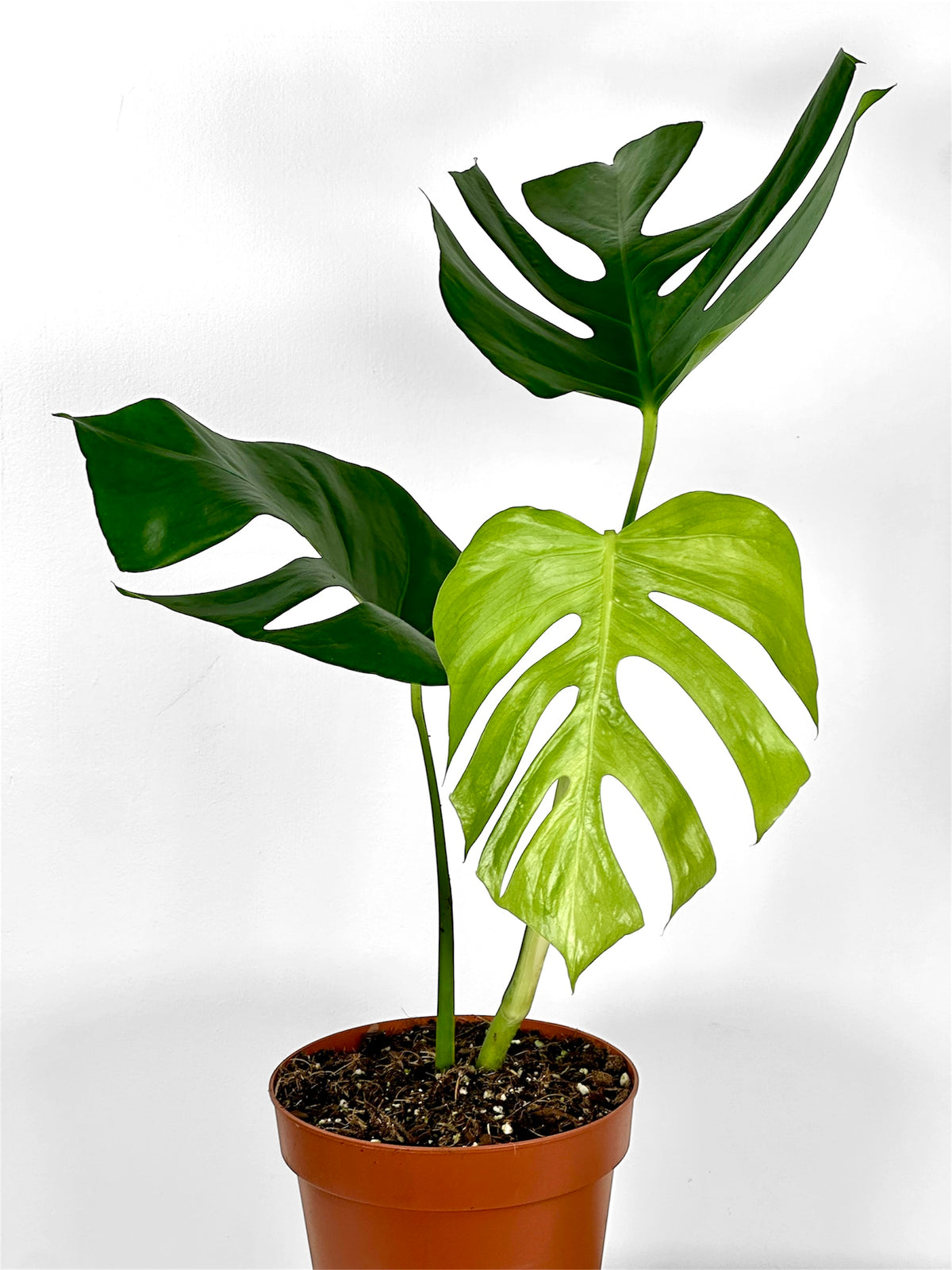 Monstera Sierrana