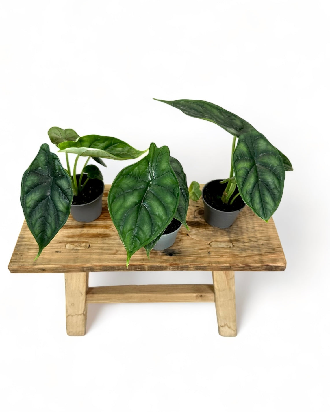 Alocasia Dragon Scale - Baby plant