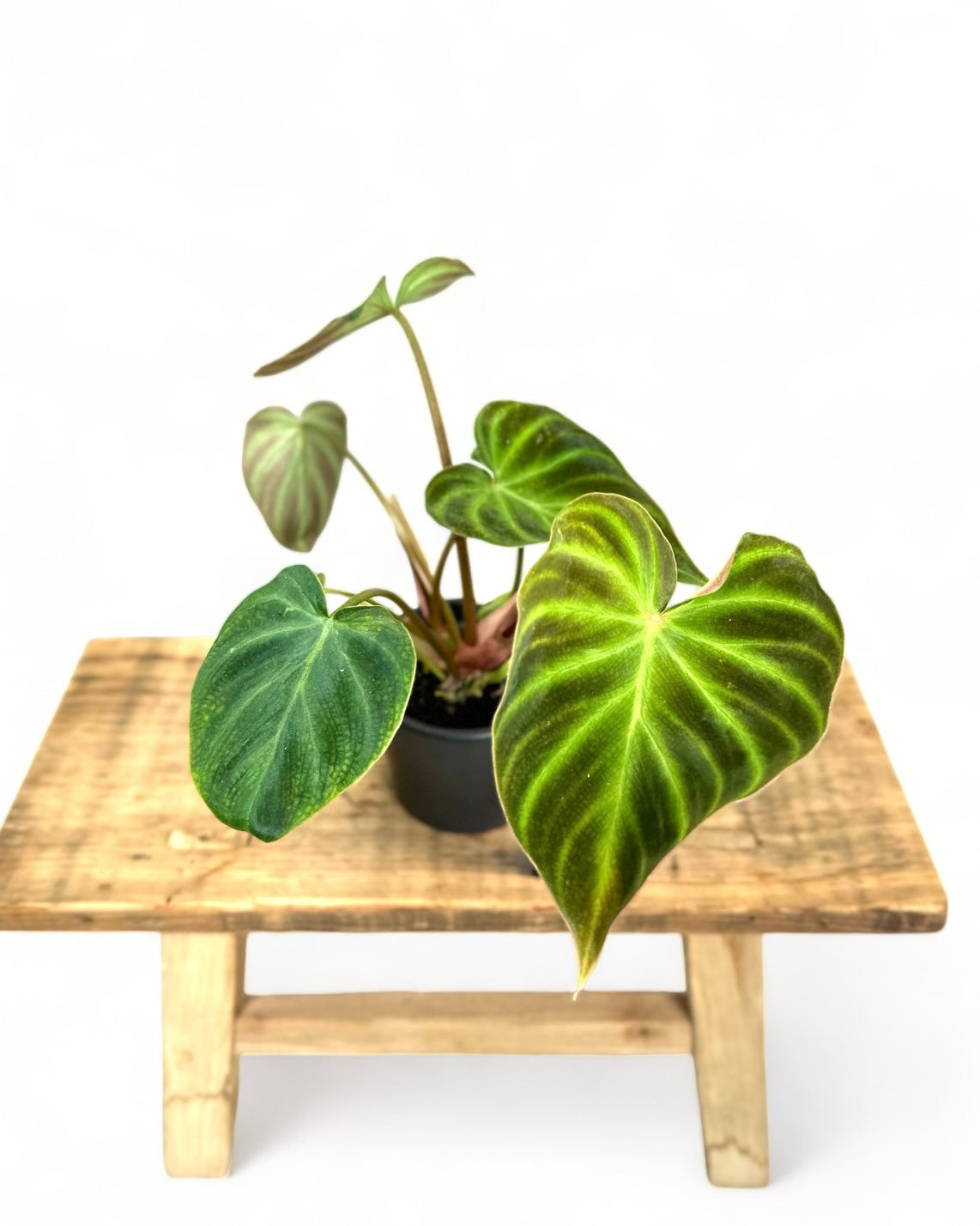 Philodendron Verrucosum - Baby plant