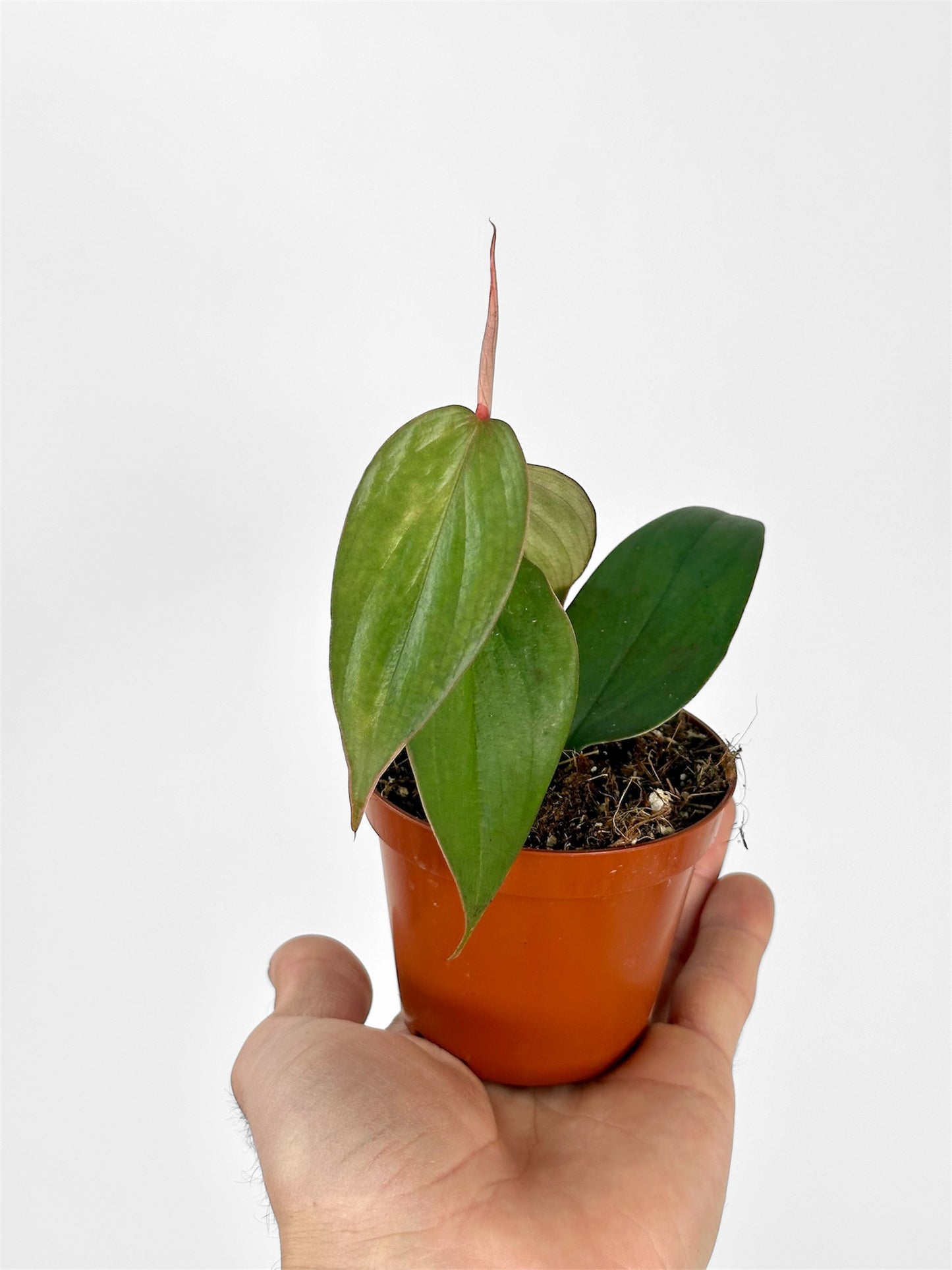 Philodendron Burle Marx Fantasy