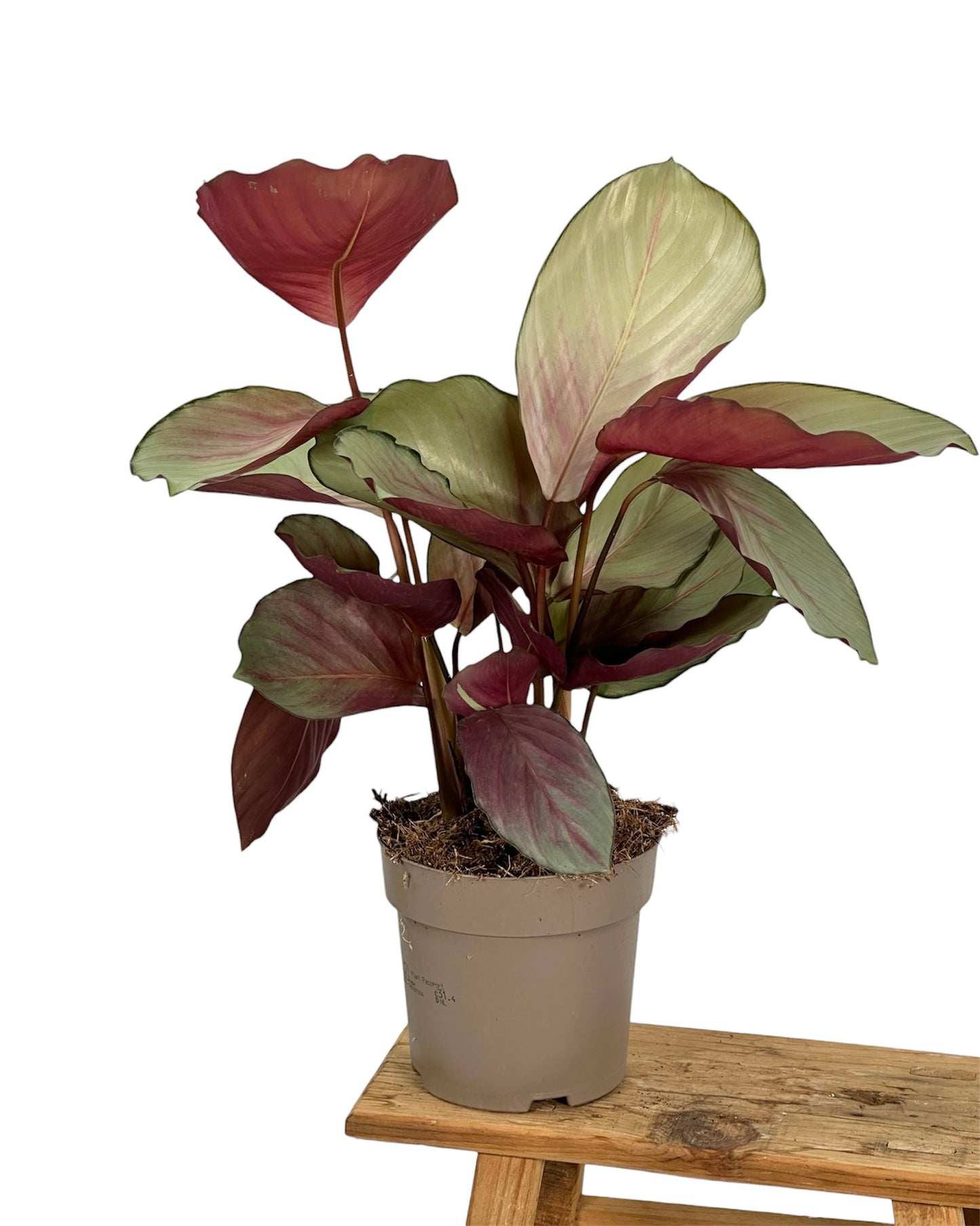 Calathea Silver Plated