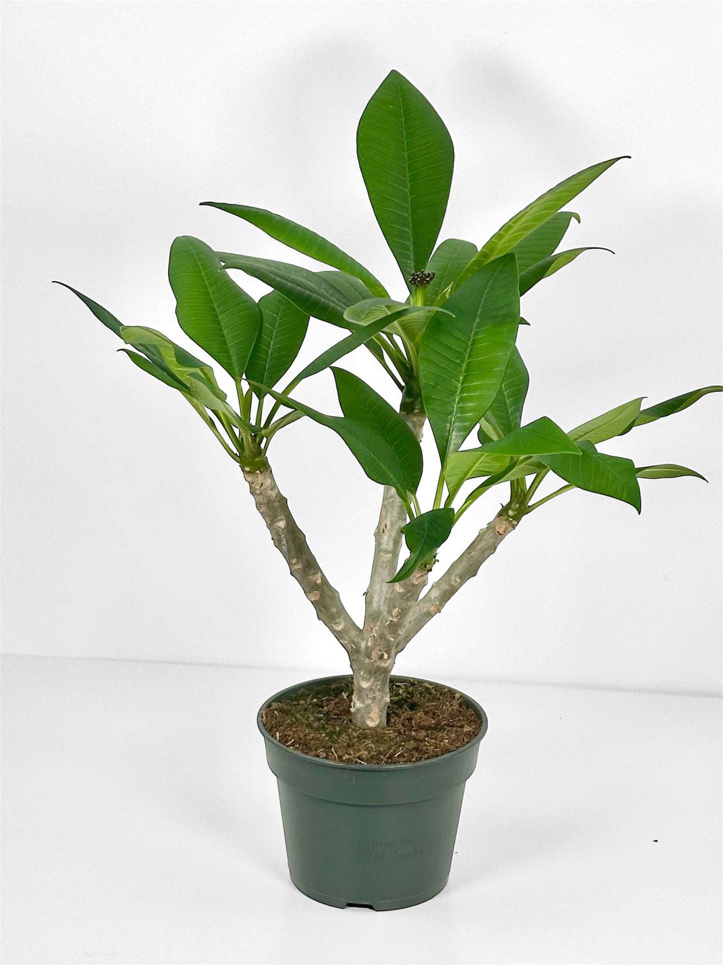 Plumeria - Frangipanier