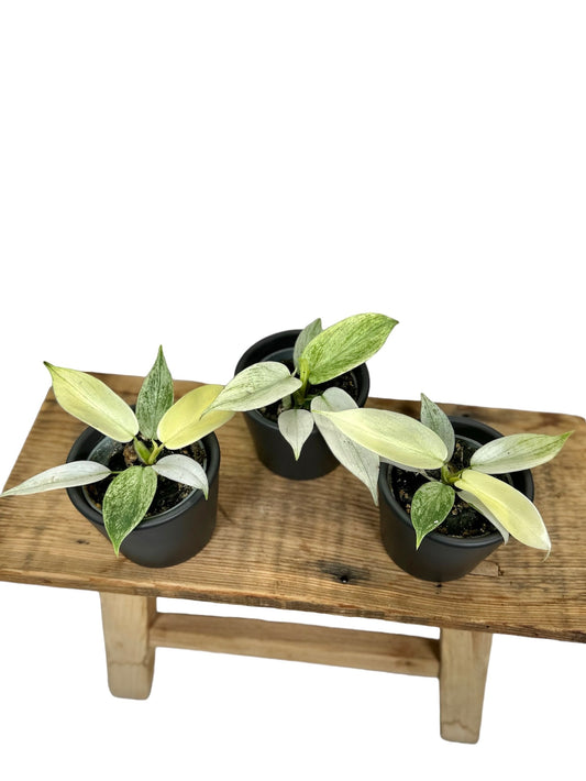 Philodendron Florida Ghost - Baby plant