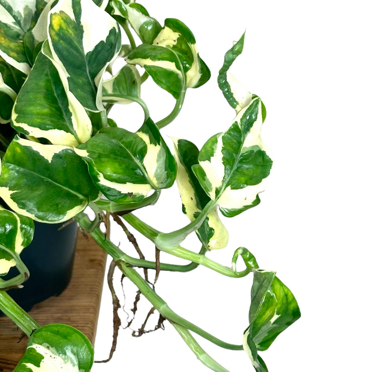 Epipremnum N’Joy