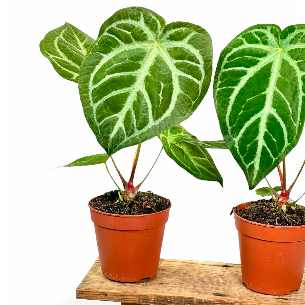 Anthurium Magnificum