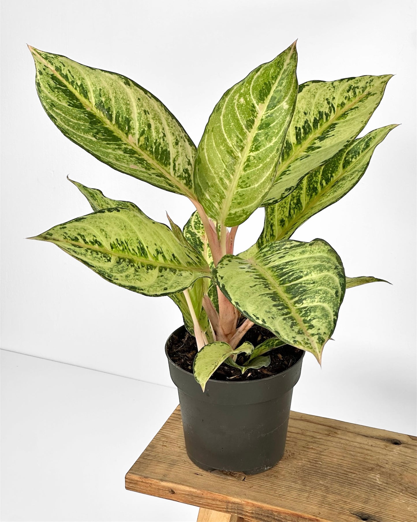 Aglaonema Chartreuse Pretty