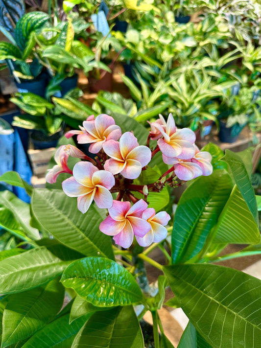 Plumeria - Frangipanier