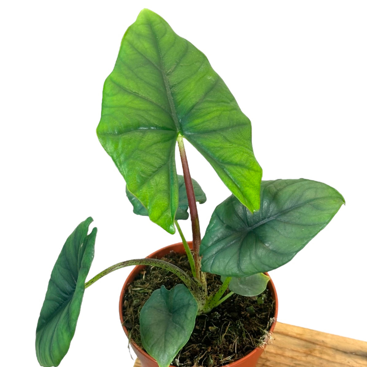 Alocasia Bisma Silver