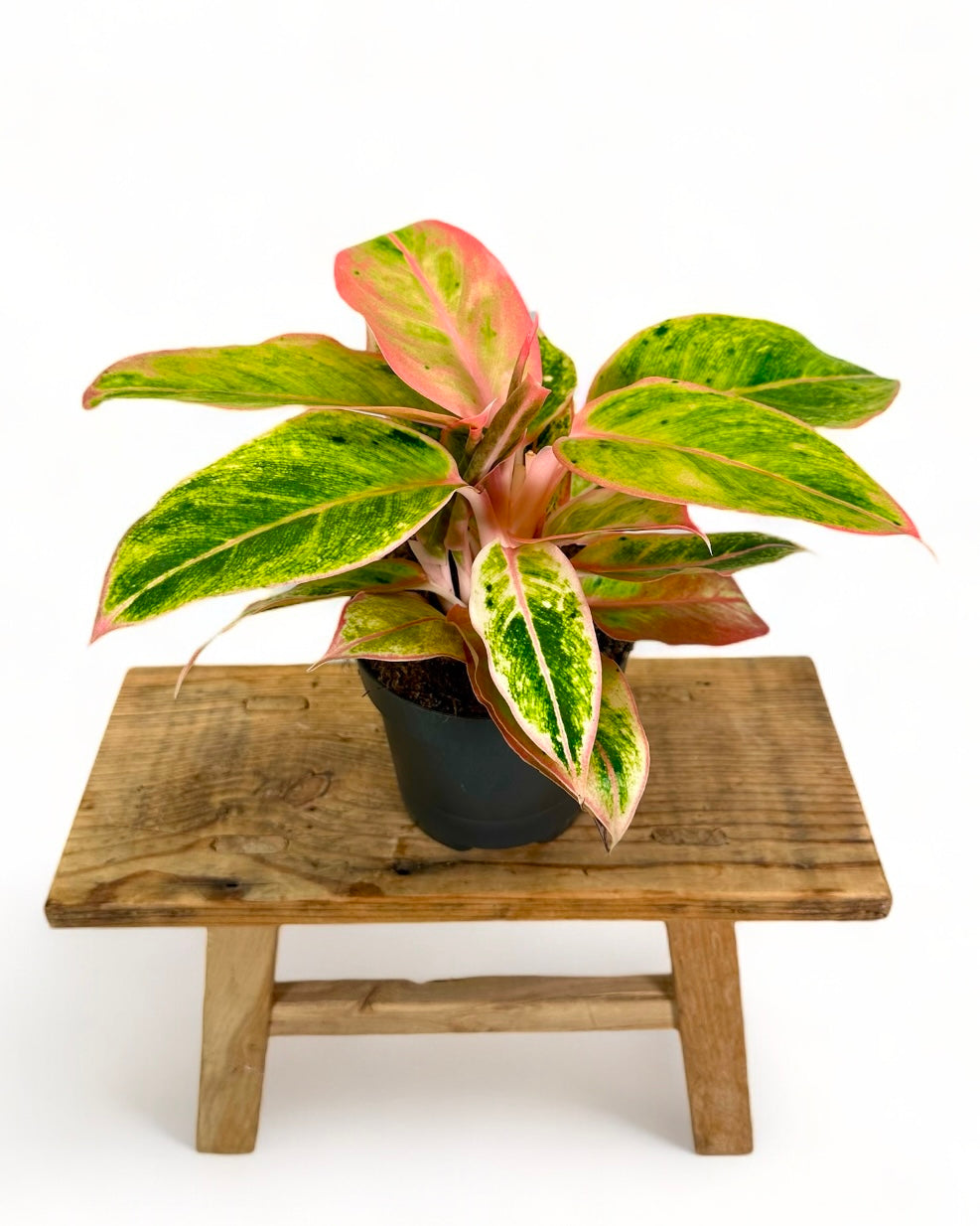 Aglaonema Salmon Fantasy