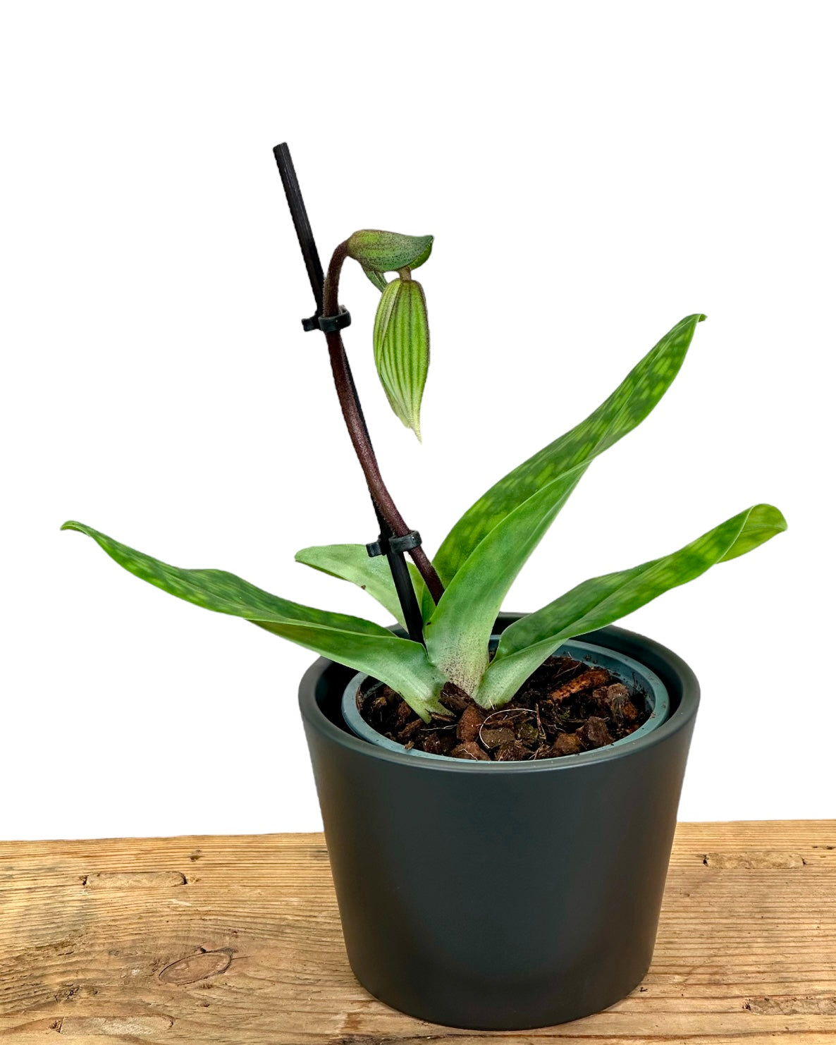 Paphiopedilum Sukhakulii